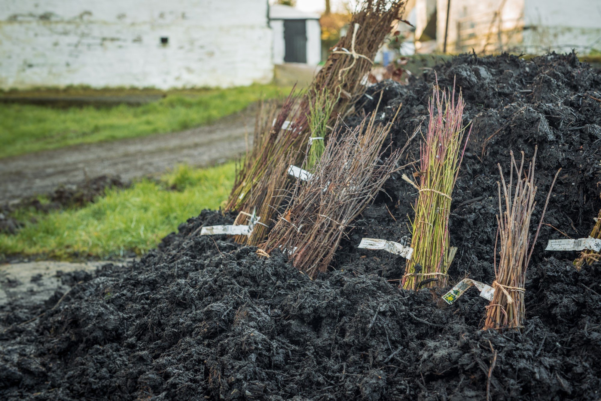 Glasbren Tree Planting 2025-3 – small