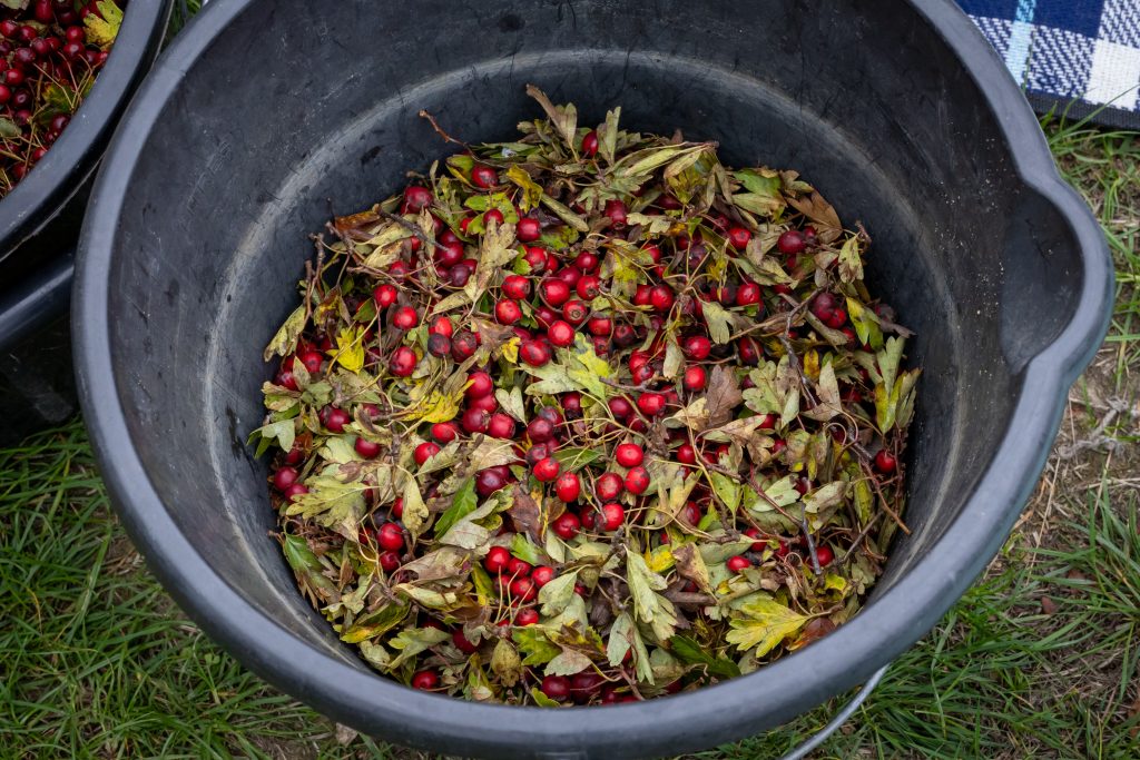 Seed collection and processing