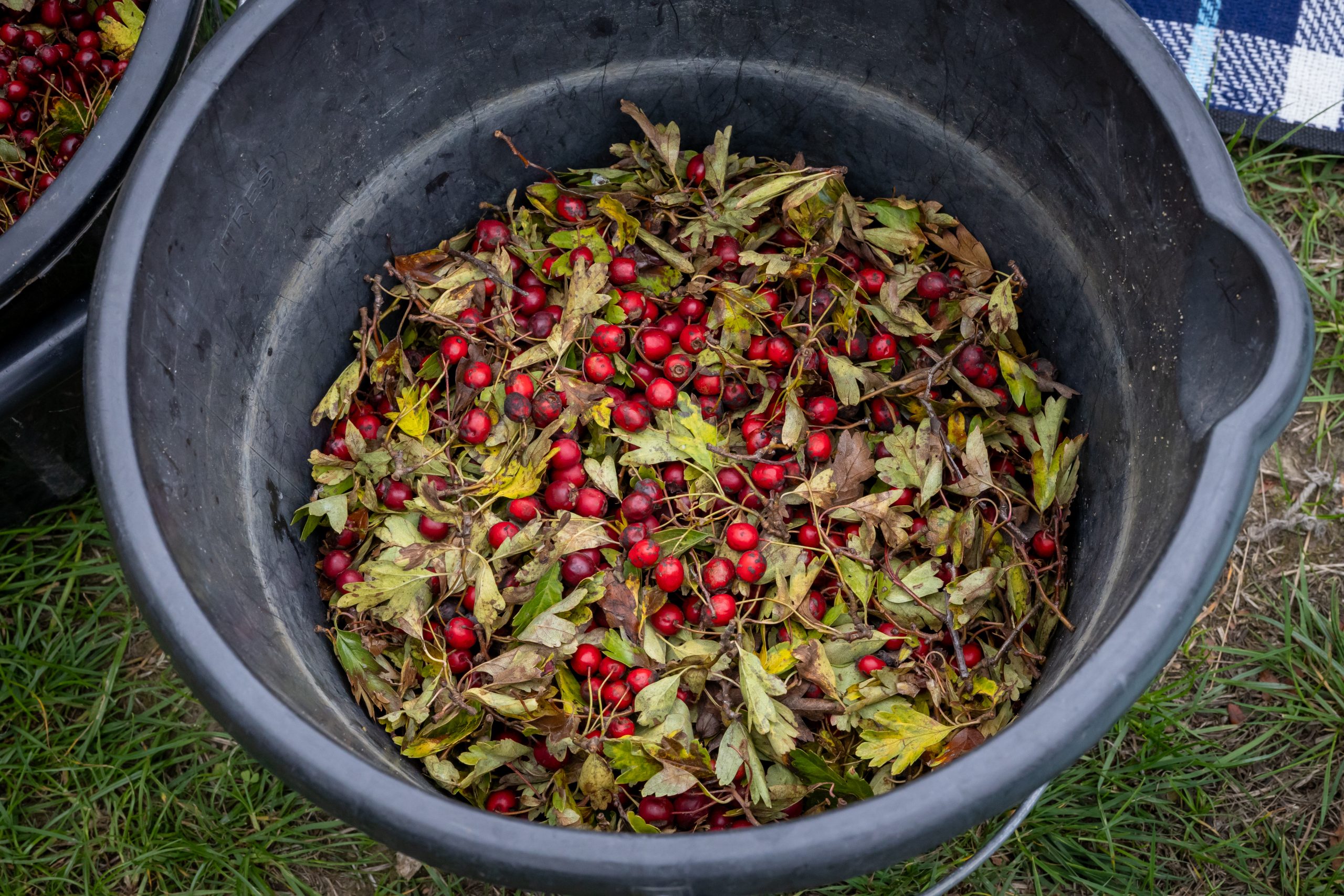 Seed collection and processing