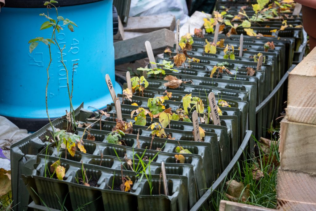 Growing and caring for your young trees