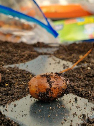 Tree seed at Dagenham Farm waiting to be processed