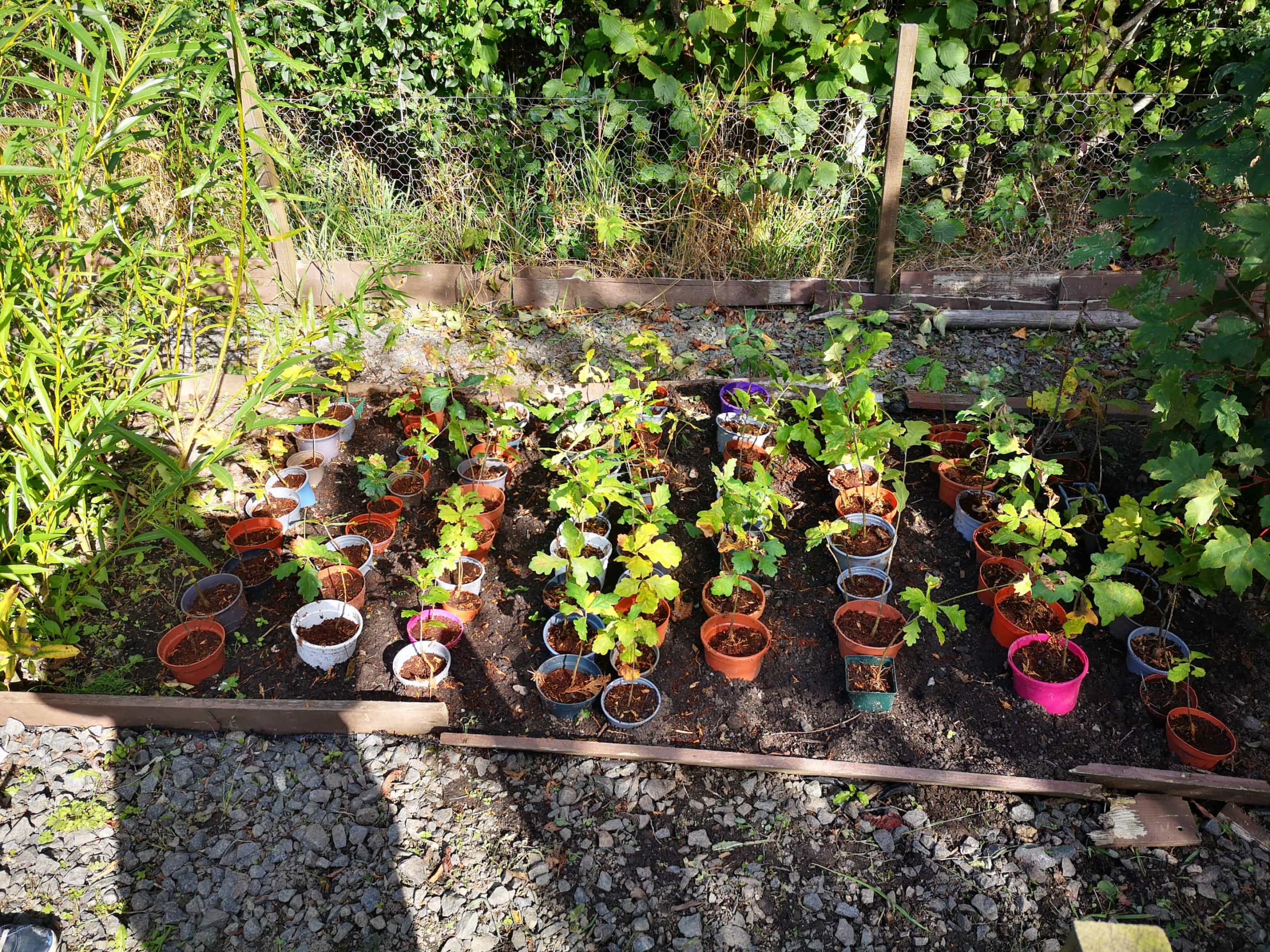 42620c10-57fa-4301-95c5-56b9965c4633 Series of brightly coloured pots